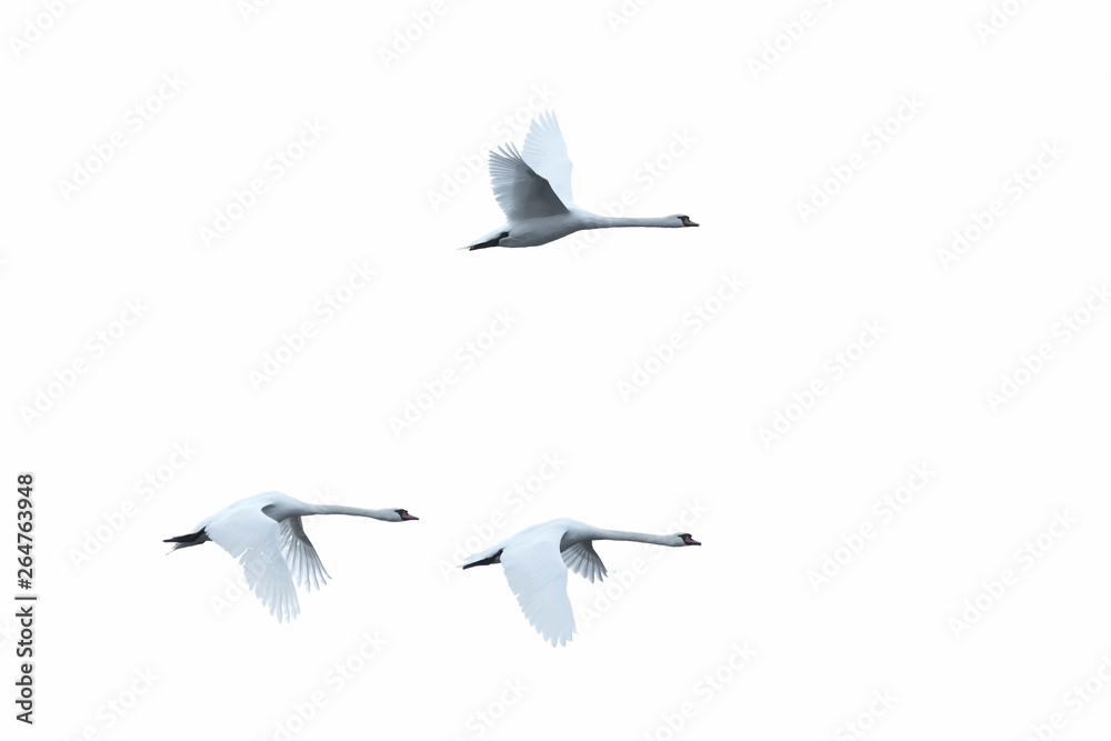 Fototapeta premium Flying Mute Swans, Cygnus olor, Germany, Europe