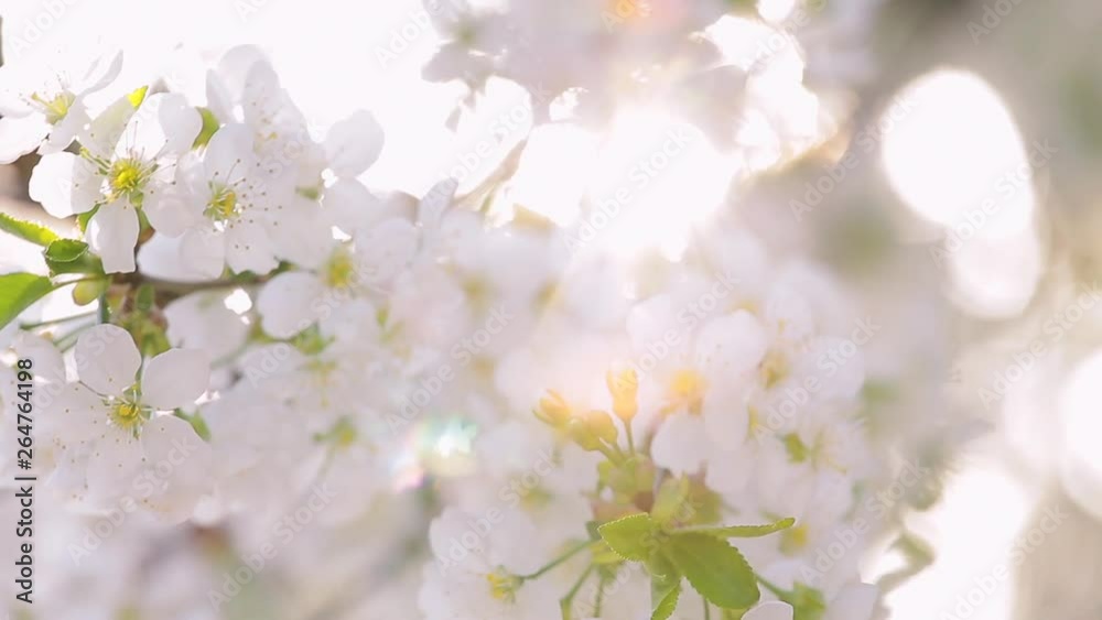 Beautiful tender sunny spring nature background. Closeup of white cherry fruit trees flowers in soft sunset or morning sunlight backlit. Real time full hd video footage.