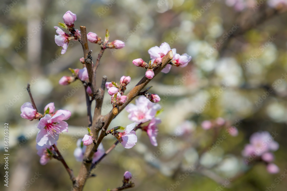 Spring blossoms tree. A tree branch in springtime. Springtime nature background Spring blossoms tree. A tree branch in springtime. Springtime nature background