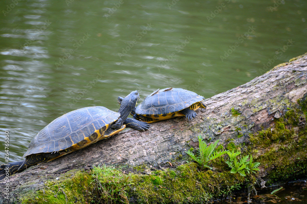 Fototapeta premium Wasserschildkröten