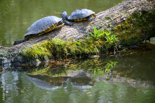 Wasserschildkröten