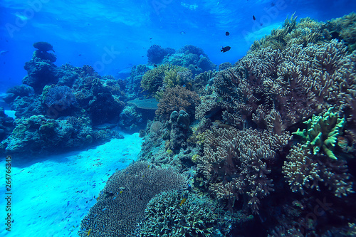 coral reef underwater / sea coral lagoon, ocean ecosystem