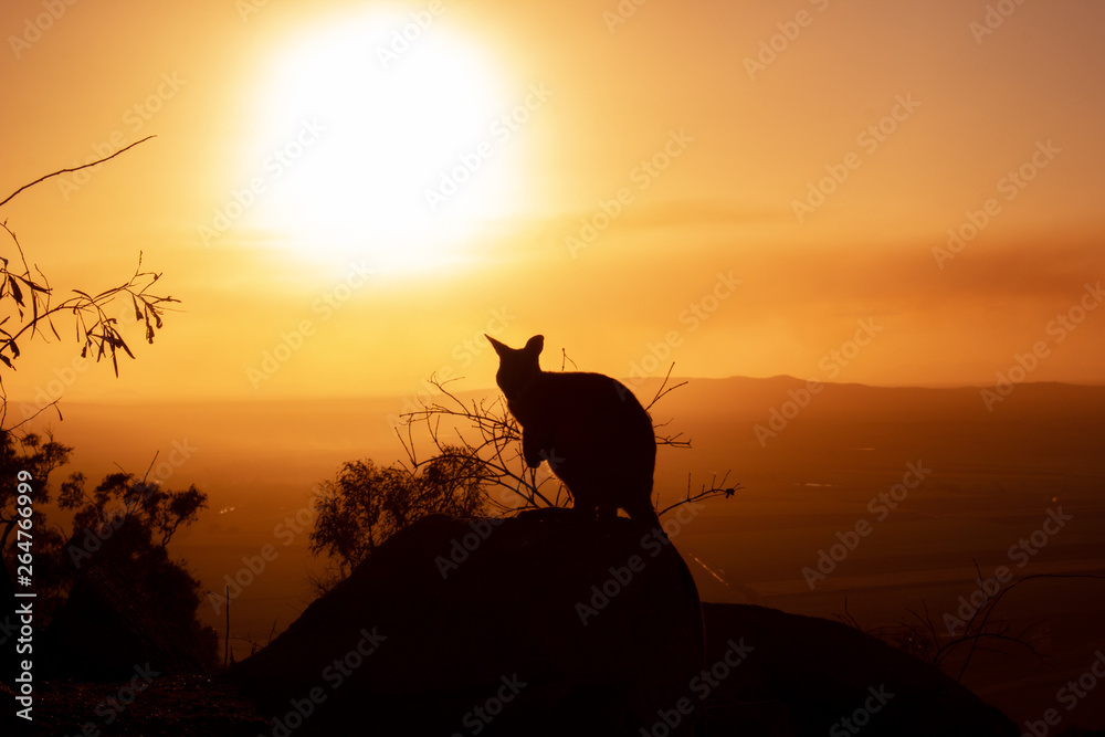 silhouette of a Kangaroo on a rock with a beautiful sunset in the background. The animal is looking towards camera. Queensland, Australia silhouette of a Kangaroo on a rock with a beautiful sunset in the background. The animal is looking towards camera. Queensland, Australia