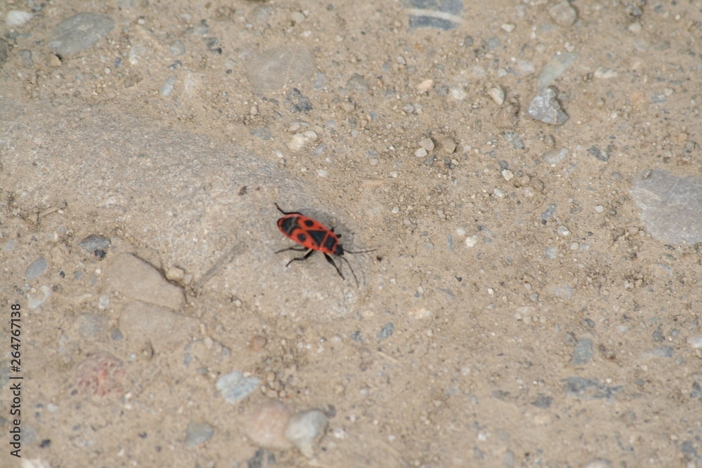red bug on the sand