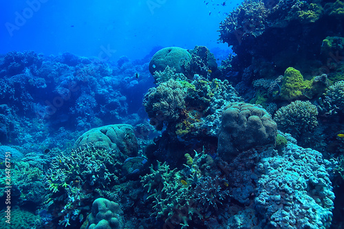 Fototapeta Naklejka Na Ścianę i Meble -  underwater world / blue sea wilderness, world ocean, amazing underwater