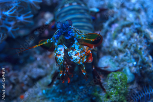 shrimp mantis underwater / underwater scene on a coral reef, tropical sea, unusual creature, macro