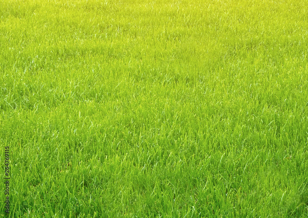 Natured green grass field texture backdrop background Natured green grass field texture backdrop background