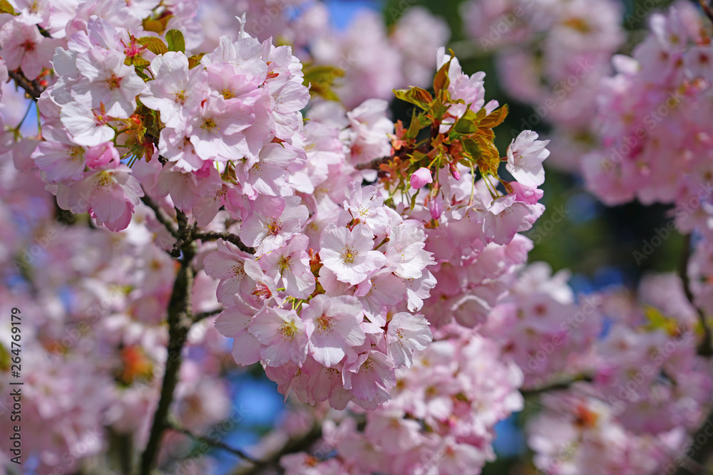 Pink blossoms of a sakura cherry prunus tree in spring Pink blossoms of a sakura cherry prunus tree in spring