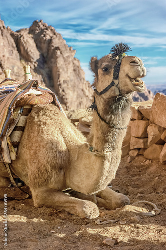 camels of Sinai 