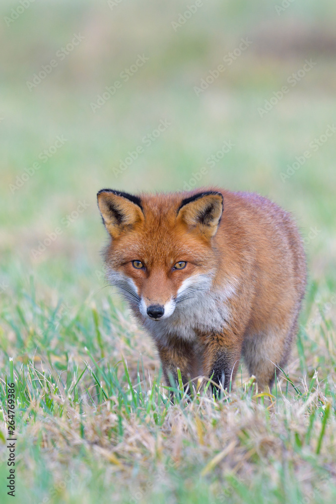 Fototapeta premium Red fox (Vulpes vulpes) on meadow, Germany, Europe