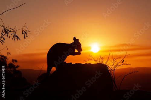 silhouette of a Kangaroo on a rock with a beautiful sunset in the background. The animal is eating food. Queensland, Australia