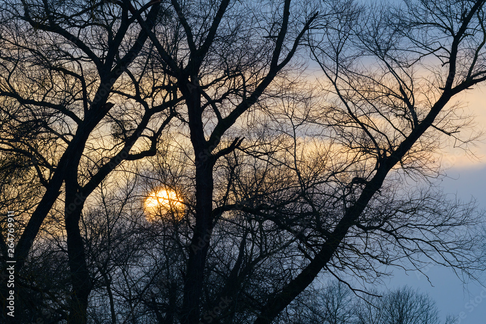 Trees in Wintertime at Sunset, Germany, Europe Trees in Wintertime at Sunset, Germany, Europe