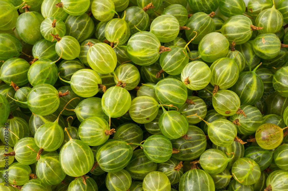 Gooseberries background. Background of gooseberries. Sweet and juicy berry. Green berries. Gooseberries background. Background of gooseberries. Sweet and juicy berry. Green berries.