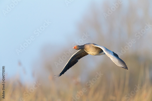 Greylag goose, Anser anser, Germany, Europe © Ana Gram