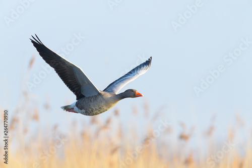 Flying Greylag Goose  Anser anser  Germany  Europe