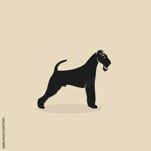 Airedale terrier dog - bingley - isolated