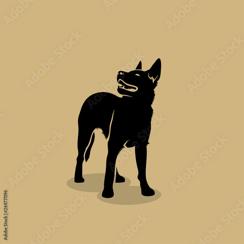 Australian cattle dog