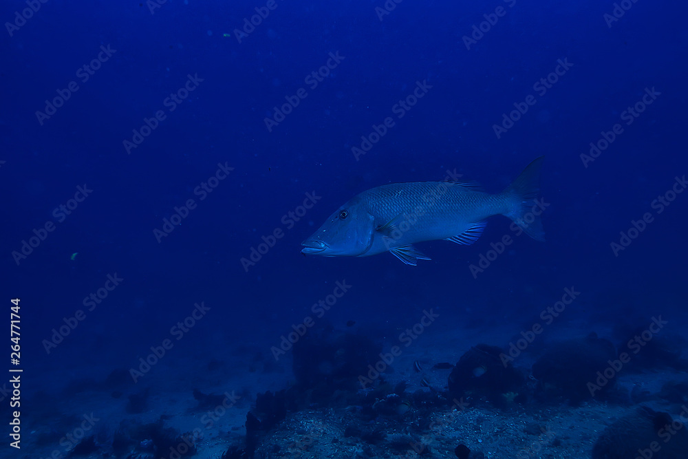 Fototapeta premium diving into water / sea scene, rest in the ocean, wildlife under water