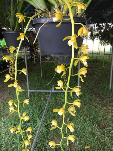 flower thailand