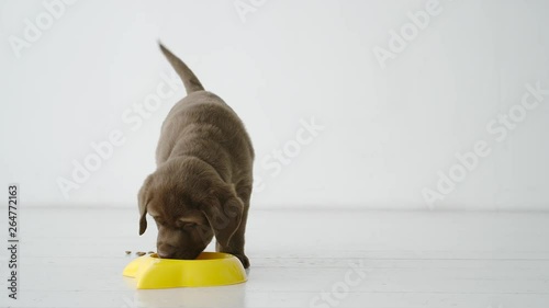 SLOW MOTION: Little brown labrador puppy eating dog food from yellow bowl on a floor