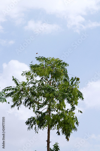 HD TREE SKY