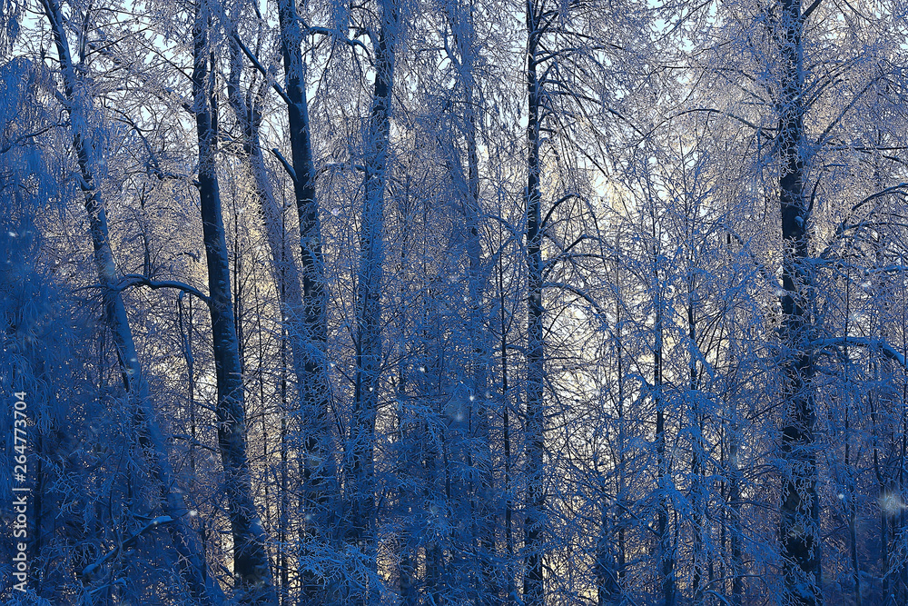 Fototapeta premium winter park, cityscape in winter weather / landscape snow, city, trees in a city park in the north