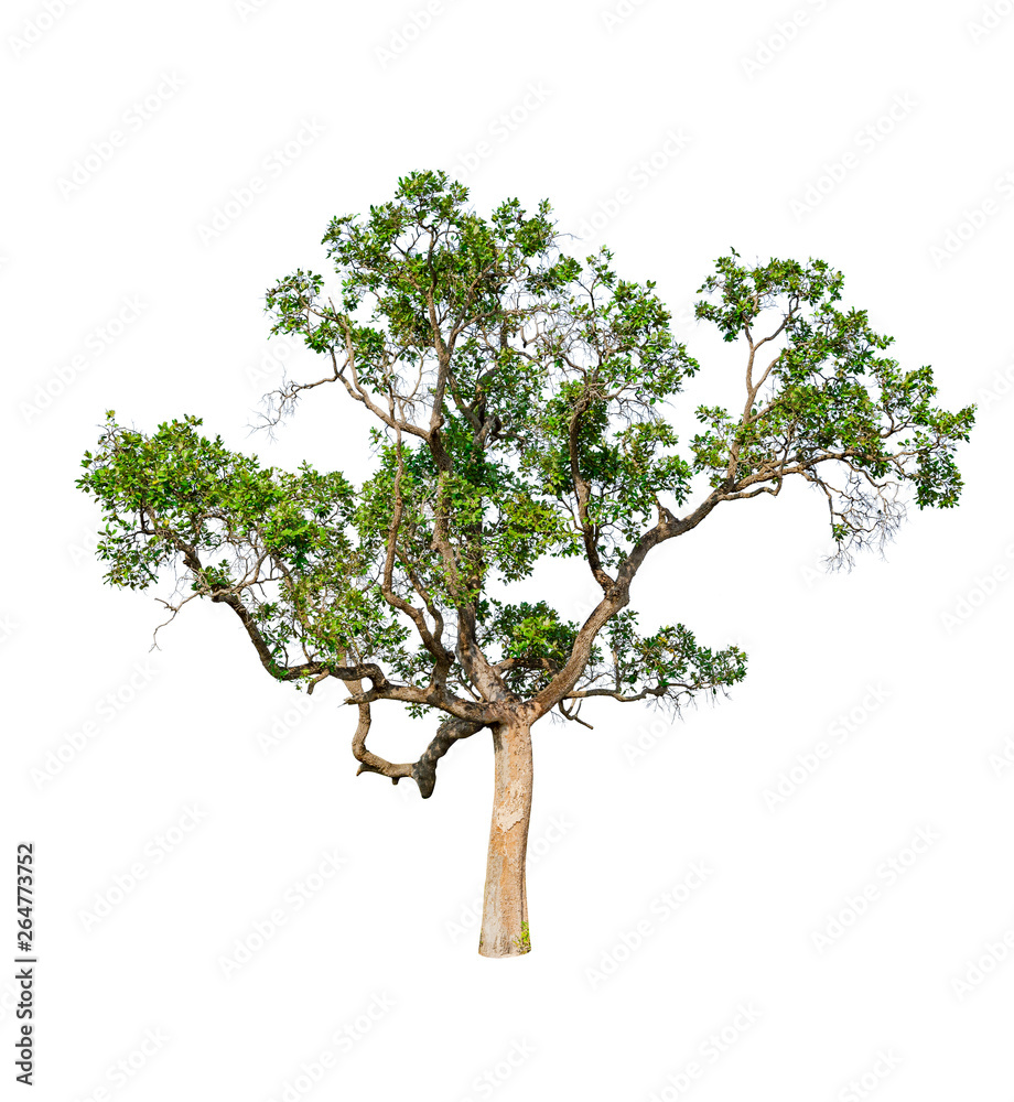 Tree isolated on white background, Tropical trees in asia. Tree isolated on white background, Tropical trees in asia.