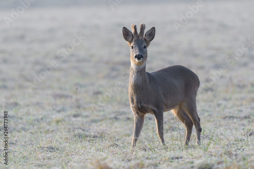 Western Roe Deer (Capreolus capreolus) in Wintertime, Roebuck, Germany, Europe