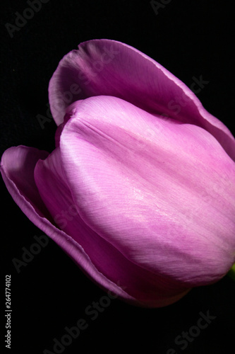 Beautiful Pink Tulip on Black Background Close Up