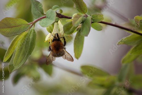 A bumblebee garthering nectar at honeysuckle flowers. Suny afternoon. Spring garden. photo