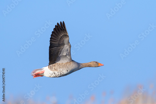 Greylag goose, Anser anser, Germany, Europe