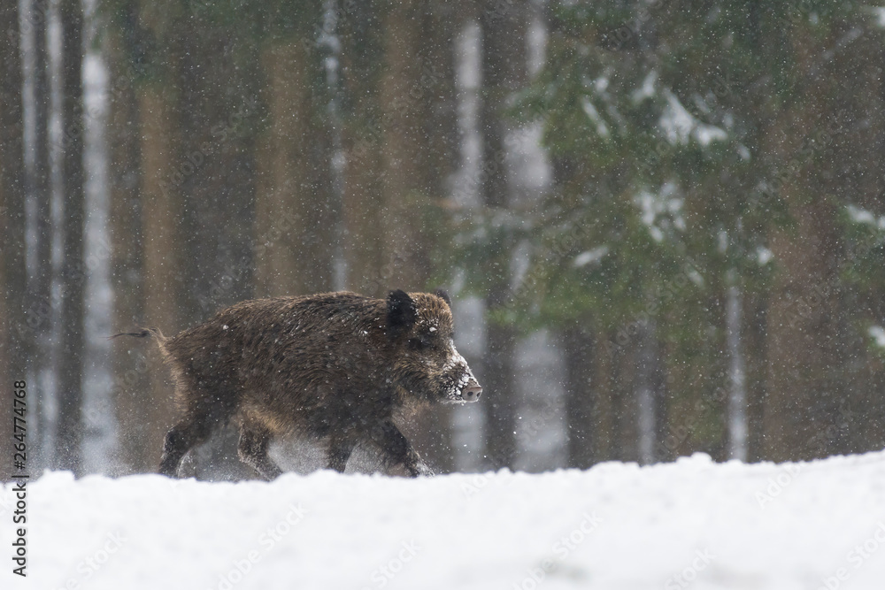 Runing Wild boar (Sus scrofa) at Snowfall, Germany, Europe Runing Wild boar (Sus scrofa) at Snowfall, Germany, Europe