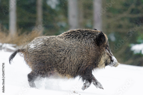 Runing Wild boar (Sus scrofa) at Snowfall, Germany, Europe