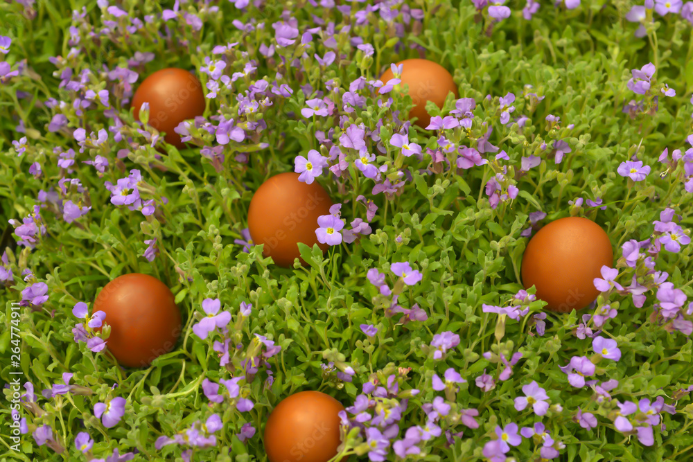 easter eggs lie on the blooming juicy grass on sunday morning easter eggs lie on the blooming juicy grass on sunday morning