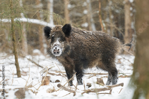 Wild boar (Sus scrofa) at Snowfall, Germany, Europe