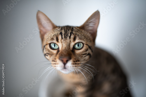 young bengal cat looking curiously at the camera. portrait with shallow depth of field