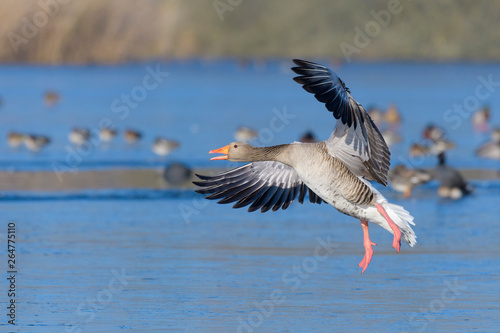 Greylag goose © Ana Gram