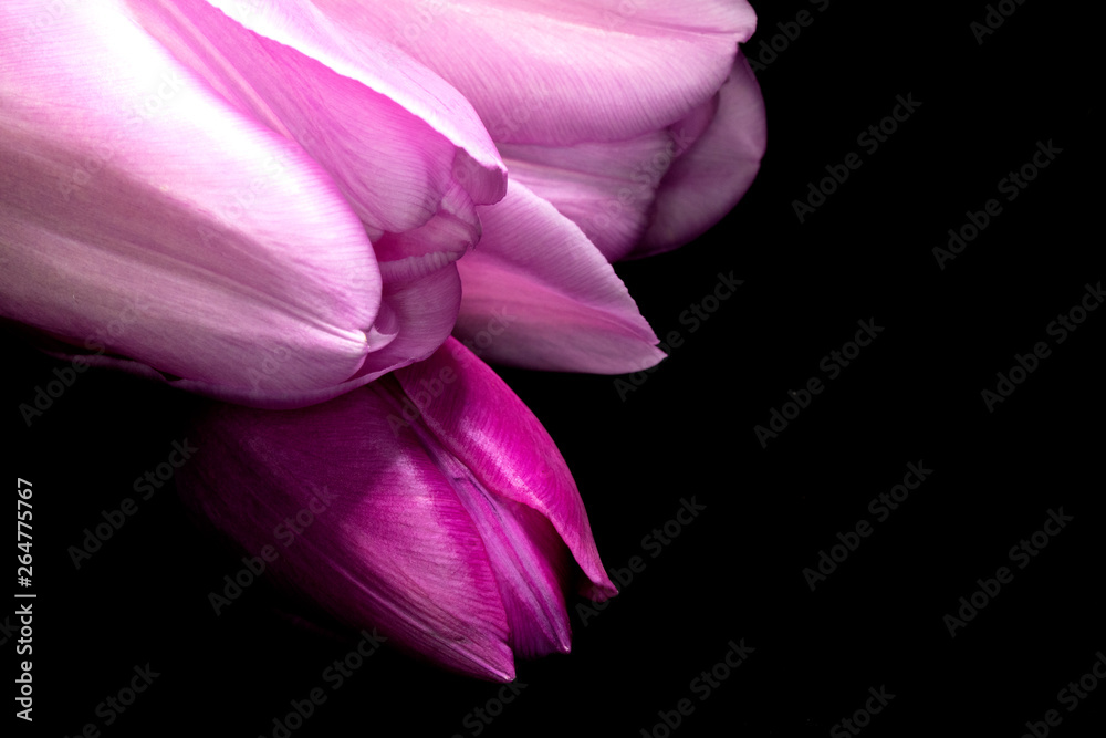 Naklejka premium Beautiful Pink Tulip on Black Background Close Up
