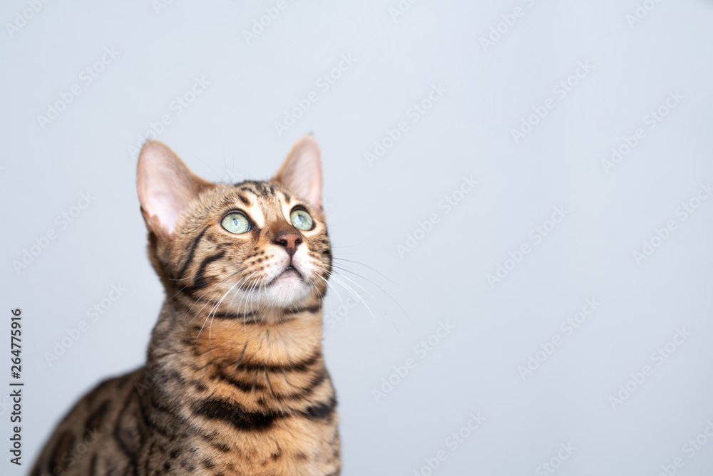 studio portrait of a young bengal cat looking up in front of white background
