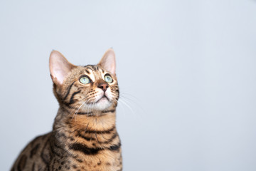 studio portrait of a young bengal cat looking up in front of white background