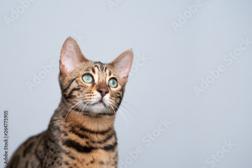 studio portrait of a young bengal cat looking up in front of white background © FurryFritz