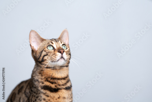 studio portrait of a young bengal cat looking up in front of white background