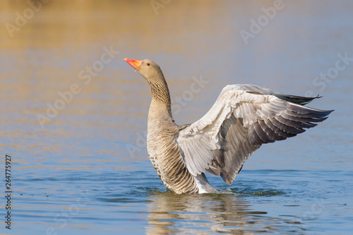 Greylag goose on lake, Germany, Europe