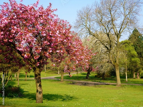 Springtime in a city park.