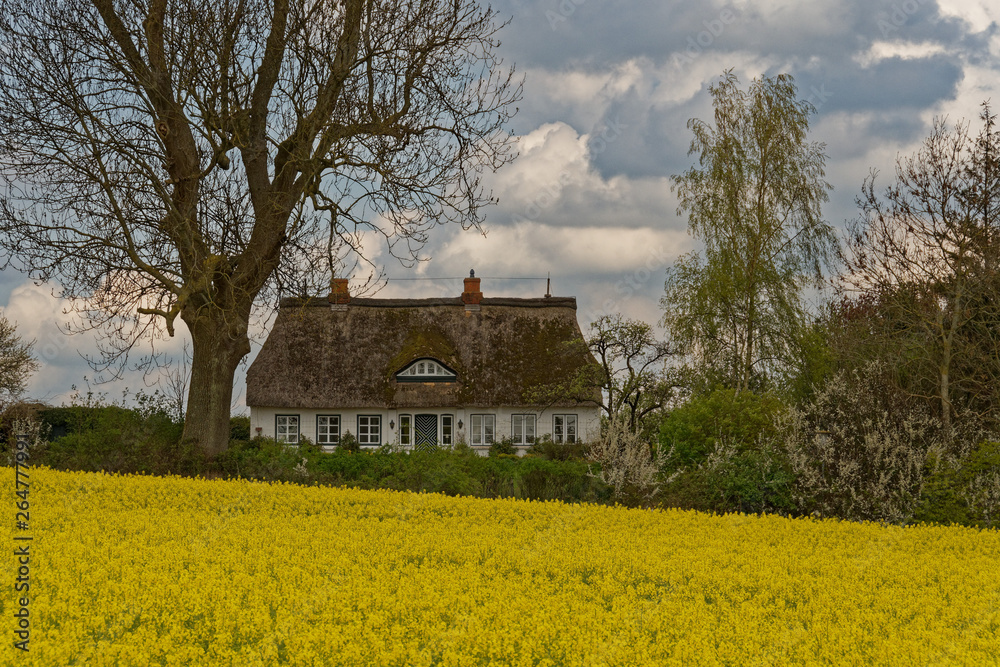 Reetdachhaus und Raps