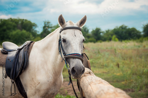 white beautiful horse on nature in a field with a saddle
