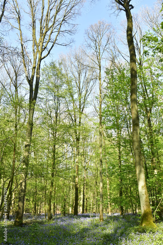 Fototapeta premium Liście bukowe na wiosnę dominują na ziemi pokrytej tysiącami dzikich fioletowych hiacyntów i innych roślin w Hallerbos w pobliżu Halles