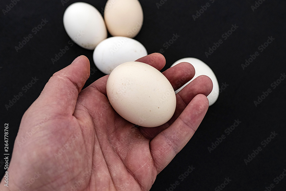 organic village eggs and artificial farm eggs, Which do you prefer? Choose natural organic eggs for your health, organic village eggs and artificial farm eggs, Which do you prefer? Choose natural organic eggs for your health,