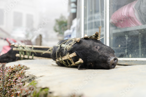 Small Pig or Boar imprisoned in a bamboo cage and left on the side of the road ready to be butchered or slaughtered for dinner in Sapa, Vietnam looking directly into the camera. Animal Cruelty.