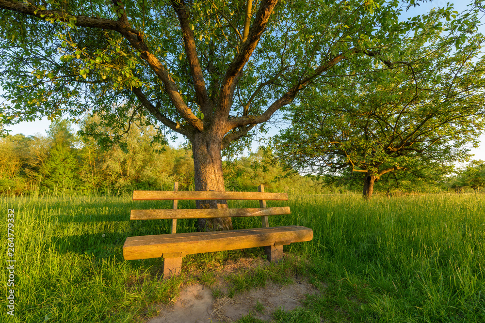 Park bench under apple tree, Germany, Europe